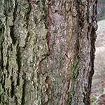 Liquidambar styraciflua - Amerikanischer Amberbaum