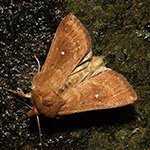 Mythimna albipuncta - Weißpunkt-Graseule