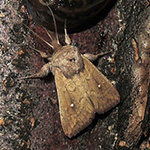 Mythimna albipuncta - Weißpunkt-Graseule