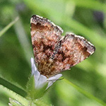Panemeria tenebrata - Hornkraut-Tageulchen