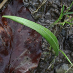 Allium paradoxum - Seltsamer Lauch