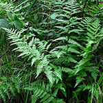Dryopteris ×uliginosa - Moor-Dornfarn