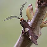 Incurvaria masculella - Weißdorn-Miniersackmotte