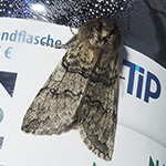 Achlya flavicornis - Gelbhorn-Eulenspinner