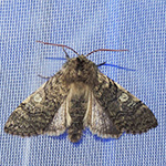 Achlya flavicornis - Gelbhorn-Eulenspinner