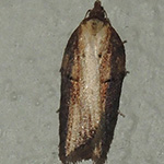 Acleris hastiana - Variabelbrauner Weiden-Wickler
