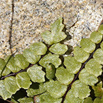 Asplenium trichomanes subsp. pachyrachis - Dickstieliger Braunstieliger Streifenfarn