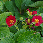 Garten-Erdbeere - Fragaria ×ananassa