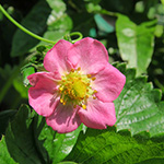 Garten-Erdbeere - Fragaria ×ananassa