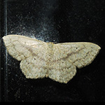Scopula nigropunctata - Eckflügel-Kleinspanner