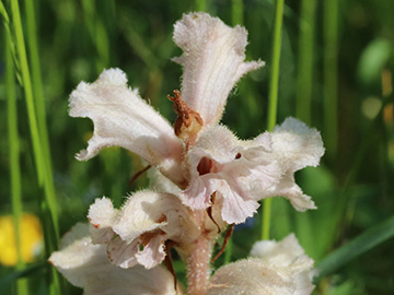 Orobanche caryophyllaceae