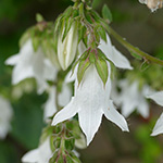 Campanula alliariifolia - Raukenblättrige Glockenblume