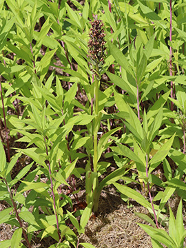 Dactylorhiza maculata majalis