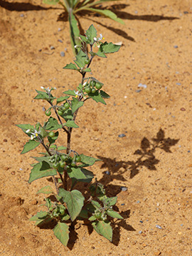 Solanum decipiens