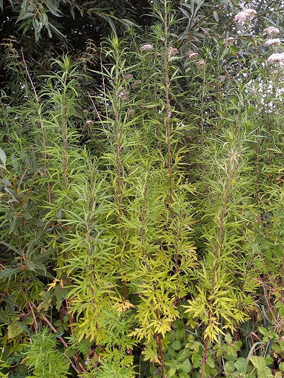 Artemisia verotiorum