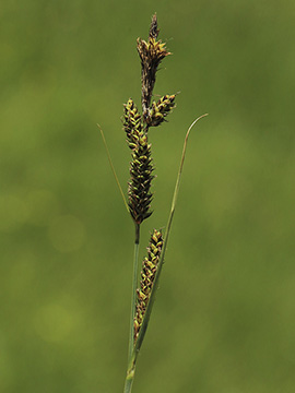 Carex hartmannii