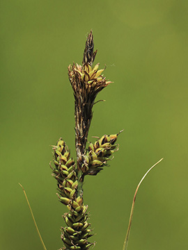 Carex hartmannii