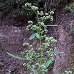 Chenopodium pedunculare - Gestreifter Gänsefuß