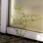  Cyclospermum leptophyllum - Dünnblättriger Kreissame
