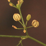 Cyclospermum leptophyllum - Dünnblättriger Kreissame