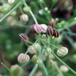 Cyclospermum leptophyllum - Dünnblättriger Kreissame