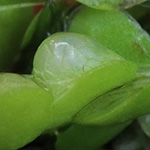 Lemna gibba - Buckelige Wasserlinse