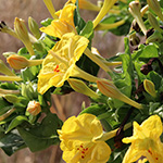 Mirabilis jalapa - Gewöhnliche Wunderblume