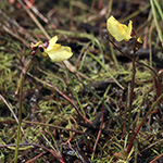 Utricularia bremii - Brems Wasserschlauch