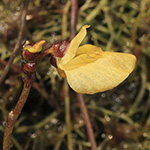 Utricularia bremii - Brems Wasserschlauch