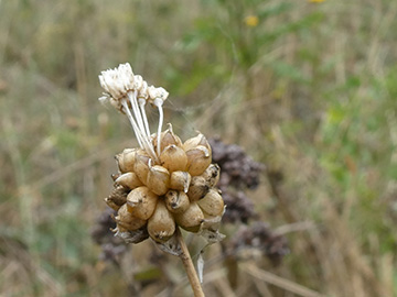 Allium vinale