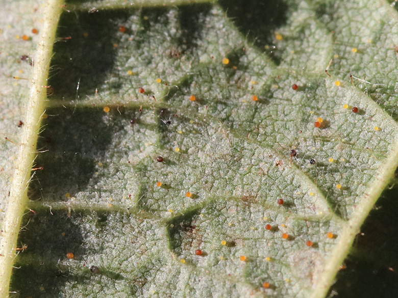 Phyllactinia guttata