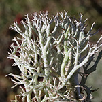 Cladonia rangiformis - Falsche Rentierflechte