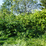 Salix udensis - Sachalin-Weide