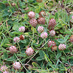 Trifolium fragiferum - Erdbeer-Klee