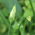 Allium trifoliatum - Dreiblättriger Lauch