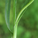 Allium trifoliatum - Dreiblättriger Lauch