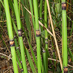 Equisetum ×moorei nothosubsp. nipponicum - Japanischer Moores Schachtelhalm