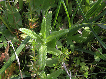 Rhinanthus serotinus vernalis