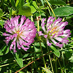 Trifolium medium - Zickzack-Klee