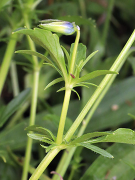 Viola guestphalica