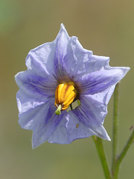 Solanum tuberosum Blauer Schwede