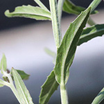 Epilobium lamyi - Graugrünes Weidenröschen
