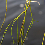 Ranunculus fluitans - Flutender Hahnenfuß
