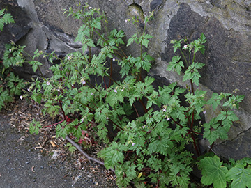 Geranium alboroseum