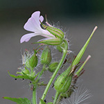 Geranium alboroseum - Zartrosa Storchschnabel