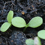 Leucanthemum ircutianum - Wiesen-Margerite
