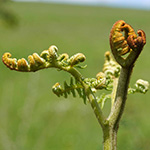Pteridium aquilinum subsp. aquilinum - Gewöhnlicher Adlerfarn