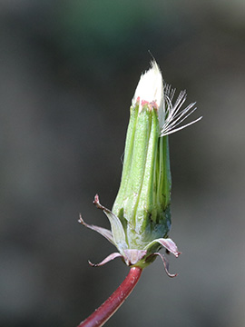 Taraxacum Erythrosperma