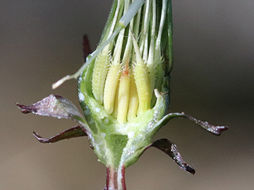 Taraxacum Erythrosperma
