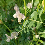 Vicia grandifora subsp. grandiflora - Großblütige Wicke